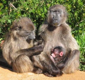 Baboon friends engaged in grooming